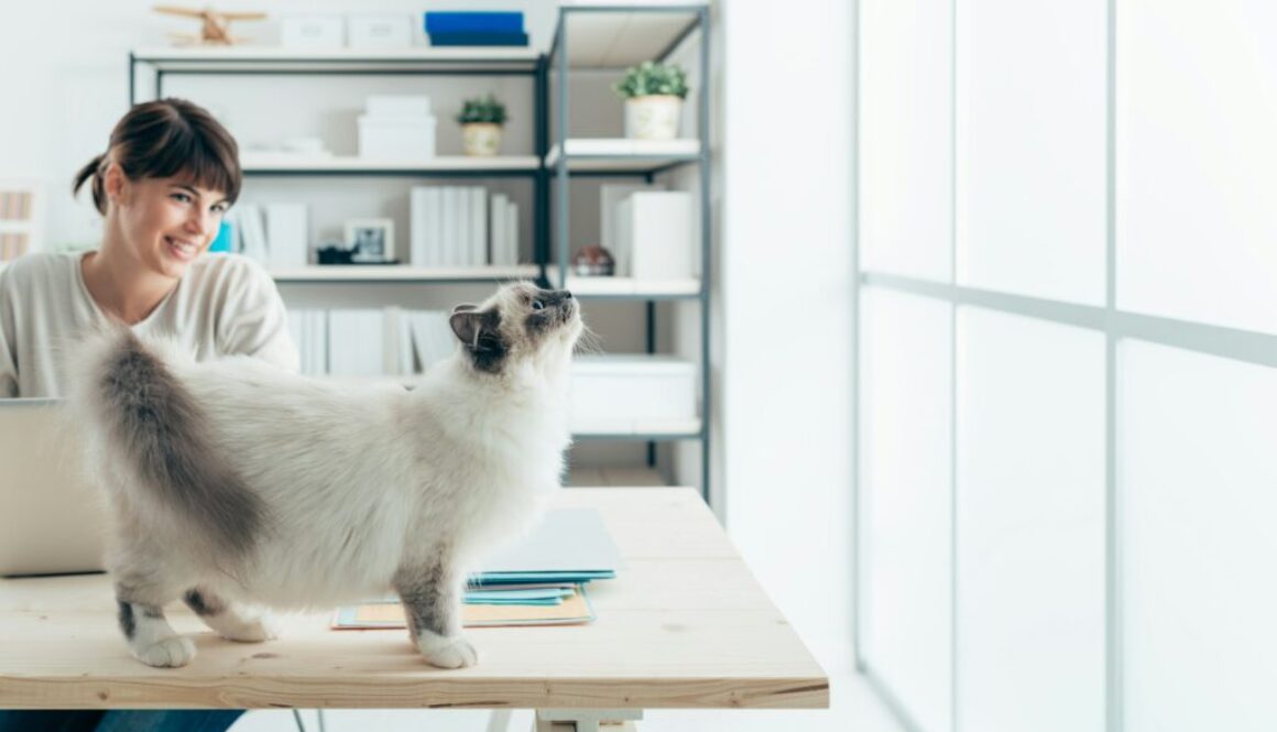 Höhenverstellbare Schreibtische mit Kurbel oder elektrisch?